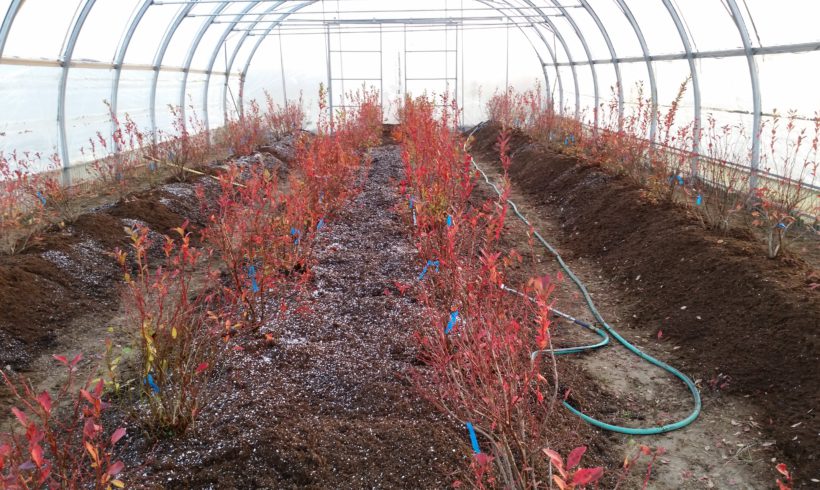 Blueberry plants are here!